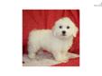 Price: $400
Mom: Summer 12 lbs 8oz Dad: Buddy 12 lbs 9 oz DOB: 11-21-12 8wks: 1-16-12 10wks: 1-30-12 This is such a cute litter of Bichon puppies! They are perky bouncy and love to snuggle in your arms after playing!!! They will make a wonderful member to