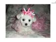 Price: $700
The cotonese puppy is a perfect match of drawing from the maltese side and the coton de tulear side. Summer makes such a balance of a loving, playful, sweet personality. Registered designer breed cotonese. Summer has a gorgeous white soft