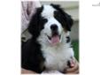 Price: $1200
Ozzy x Teagan's puppies are here! One female still available. Sunshine loves playing and being with people. Up-to-date on shots and deworming. Born 4-27-2013. Ready for her new home now! Visit our website for more information.