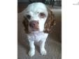Price: $250
This advertiser is not a subscribing member and asks that you upgrade to view the complete puppy profile for this Cocker Spaniel, and to view contact information for the advertiser. Upgrade today to receive unlimited access to NextDayPets.com.