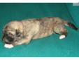 Price: $500
Gorgeous, working-bred brindle male Anatolian Shepherd pup. This handsome boy will be raised with goats, poultry, cats and horses. He is from proven working parents and champion bloodlines. Intelligent and alert, the Anatolian Shepherd is an