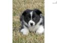 Price: $750
Real handsome Black male, registered ABCA.father is a Slate Blue and White who is producing offspring excelling in herding, agility, dock diving, flyball, and just plain companions! Mother, is a petite beautiful Black and white. Both parents