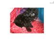 Price: $795
THIS LITTLE GIRL WILL STAY TINY 4-5LBS FULL GROWN AND IS ONE SMART PUP. HER COAT IS SO FULL AND BLACK. STUNNING! GREAT PERSONALITY...SHE WILL MAKE YOU VERY HAPPY! MORE INFO CALL: 561-674-8864
Source: