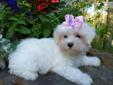 Price: $1295
Bambi is our tiny cotton ball. She loves giving out kisses, and is always happy to snuggle up with you or get up a play! Bambi will be very small when she is full grown and starter trained on newspaper. She is up to date on all her shots and