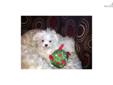 Price: $700
This advertiser is not a subscribing member and asks that you upgrade to view the complete puppy profile for this Maltese, and to view contact information for the advertiser. Upgrade today to receive unlimited access to NextDayPets.com. Your