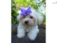 Price: $1295
SPECIAL SUMMER SALE ***$1295***Flower is our little sugar bear. She is very sweet and loves to snuggle up with us. Flower will be small when she is full grown, and is starter trained on newspaper. She is up to date on all her shots and