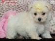 Price: $1495
TAKE ME! TAKE ME!! I AM TRULY ONE OF THE BEST DESIGNER BREEDS. MY MOMMY AND DADDY ARE BOTH MALTI-POO'S. THIS MAKES THE BEST COMBINATION I HAVE THE INTELLIGENCE OF POODLE'S, AS WELL AS THE SWEET AS CAN BE PERSONALITY OF THE MALTESE. GENDER :