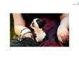 Price: $850
This advertiser is not a subscribing member and asks that you upgrade to view the complete puppy profile for this Boston Terrier, and to view contact information for the advertiser. Upgrade today to receive unlimited access to NextDayPets.com.