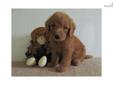 Price: $800
At http://www.angelbreezepuppies.com, This is GOLDENDOODLE DOLLY (F) - DOLLY is just a sweet puppy full of ginger and joy. You just can't be with her for more than a moment, without her making your heart and face smile. Ready to be picked up