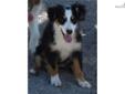 Price: $300
Black tri girl who is ready for her new home! Nice personality. Up to date on all shots and wormings. Registerable through ASDR. www.jandjaussies.com
Source: http://www.nextdaypets.com/directory/dogs/f4615ec0-6681.aspx