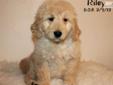 Price: $600
Riley is a smart, fun puppy. He has been raised on a small farm with our large family. He has been handled and paid attention to from the day he was born and he is eager to be a person or family's best friend. We work dilligently to make sure