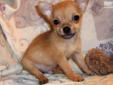 Price: $400
Sweet Little Fawn Sable Male Chihuahua. Fizz was born on 05-26-2013. He has a medium fawn sable coat. He weighed one pound 8 ounces at 8 weeks old, so he is charting around 4 1/2 pounds as an adult. Fizz is utd on shots and wormings and will a