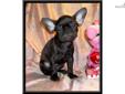 Price: $1450
Sweet little Female French Bulldog Puppy. Cola is black brindle and she was born on 05-27-2013. Mom and dad are both dark brindle. Her ears are almost standing. Cola is CKC registered and is utd on shots and wormings. She will have Florida