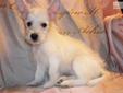Price: $475
Sweet Little Female West Highland Terrier Pup. Ashley was born on 04-24-2013. She is white and a standard sized pup. She is a playful, sweet little puppy with a loving personality. She is UTD on shots and wormings and she is CKC registered.