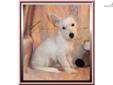 Price: $475
Sweet Little Female West Highland Terrier Pup. Ashley was born on 04-24-2013. She is white and a standard sized pup. She is a playful, sweet little puppy with a loving personality. She is UTD on shots and wormings and she is CKC registered.
