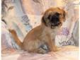 Price: $325
Sweet Little Male Griffonshire. Toby is 1/2 Brussels Griffon and 1/2 Yorkshire Terrier. He is a beautiful beige sable color. Toby is very laid back and is a sweet little lap puppy. He is charting to weigh about 7 pounds as an adult. Toby was