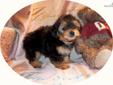 Price: $575
Sweet Little Male Yorkie Poo. Ringo was born on 06-19-2013. Ringo has a thick black and tan coat. For people wanting a low to no odor, low shedding, highly intelligent pet that is easy to maintain, you will love Ringo. If you have allergies he