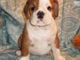 Price: $1400
Sweet Male English Bulldog Puppy. Rumba was hand raised and is a sweet and playful pup. Rumba is a Light Red and White bullie puppy. He has a very flat bully face. He has nice ropes and is loaded with wrinkles. Rumba was born on 06/02/2013.
