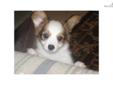 Price: $425
This advertiser is not a subscribing member and asks that you upgrade to view the complete puppy profile for this Papillon, and to view contact information for the advertiser. Upgrade today to receive unlimited access to NextDayPets.com. Your