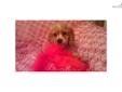 Price: $700
This advertiser is not a subscribing member and asks that you upgrade to view the complete puppy profile for this Cocker Spaniel, and to view contact information for the advertiser. Upgrade today to receive unlimited access to NextDayPets.com.