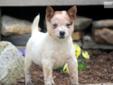 Price: $650
This is a super small Red Heeler puppy who is waiting for a family to love her! She is AKC registered, vet checked, vaccinated, wormed and comes with a 1 year genetic health guarantee. This puppy is very playful, spunky and loves to play!