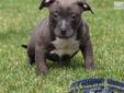 Price: $1500
SOLD www.STRONGSIDEBULLIES.com Short and Thick POCKET Bully PIT!! Sweetness is a beautiful flawless show quality pocket Bully...She is off the Shock G and Darky breeding... Darky is daughter to the 2010 ABKC Nationals winner "Trunks".... This