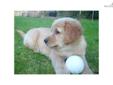 Price: $600
This advertiser is not a subscribing member and asks that you upgrade to view the complete puppy profile for this Golden Retriever, and to view contact information for the advertiser. Upgrade today to receive unlimited access to