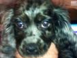 Price: $600
SYLVIA is a sliver & black merle,a female American Cocker Spaniel. She loves to play with kids & her litter mates. Will be taking $300.00 NON-REFUNDABLE DEPOSIT. She well be current on shots & worming, shipping is available at extra cost. You
