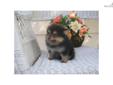 Price: $600
This advertiser is not a subscribing member and asks that you upgrade to view the complete puppy profile for this Pomeranian, and to view contact information for the advertiser. Upgrade today to receive unlimited access to NextDayPets.com.
