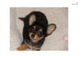 Price: $975
he is such a tiny puppy will be 3-4lbs full grown.. more information call 56-674-8864
Source: http://www.nextdaypets.com/directory/dogs/fabab8a2-65d1.aspx