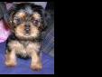 Price: $150
T-Cup Yorkie Puppies~Tiny and Adorable,Contact danialmendze@yahoo.com
Source:
