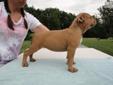 Price: $1200
World Class Razors Edge Breeding... This is Emilee, a very nice tri colored female with a world class proven pedigree: Dam - Mercedez (off of ABKC CH. Gladiator/ABKC CH. Shakira) Sire - Eddie (off of ABKC CH. Coldens Carmello/RFB Daddys