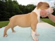 Price: $1200
World Class Razors Edge: We have wanted this breeding for some time: Dam - Jade (off of Mr. Pitbulls Bandit/Mr. Pitbulls Blue Bells) Sire - Chino (off of Makavelis Cognac/Makavelis Bettin a Buck) This is some very clean old school foundation