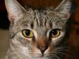 Dixie is young about 1 year. She is lively and friendly and a pretty little cat. She is living with other cats in her foster home and blends in well. She is quite kittenish and likes to play and have attention. She was found as a stray and her owners were