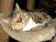 Ozzy is a true sweetheart. He is a two year old tabby with a lot of love to give. He would do fine in a house by himself or with other cats. He loves people and loves exploring. Please visit our website at http://www.petfinder.com/petdetail/16062701