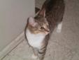 Meet Holly. She is a very pretty and petite girl that is estimated to be 9 months old. This little girl is fel/fiv negative, up-to-date on shots and spayed. She was a very young mother at just six months old. She was a good mom but she is still very much