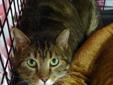 Buster Brown is a VERY handsome brown tabby with bright green eyes - he looks like a Bengal (his pictures do not do him justice!)! He was a stray who came to us, looking for a home. He is a little bit shy in new situations, but very friendly, sweet, and
