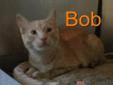 Bob (and his brother, Steve-O) were abandoned in a rural farm area. Luckily, they were taken in by a family around Halloween as little 4-week old kittens. The family raised the kittens and asked for PAWS to find them great homes. Both are nice boys and