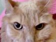 Hi, my name is Samson. I'm a fluffy orange male tabby. I am affectionate, seek attention and would enjoy sitting in your lap. I am litter box trained. My previous owner declawed my front paws therefore I must be an indoor cat only. I am a friendly cat