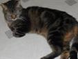 Hootie is actually a Mackerel Tabby. He came to LAPP when his owner was unable to care for him due to a medical situation. Hootie is such a lovable cat & really needs a new forever home. He is rather lost without the daily routines of a home. He loves to