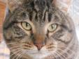 Hi, I am Barbara Ann. I am here with a few of my other siblings. I am a great cat. My fur is soft & silky & I have big beautiful eyes. I love to play & be held & brushed. I also like to watch birds & chatter at them. I would make a great companion. I am