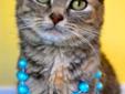 Amelia is a silver/grey Tabby with feminine features on her beautiful face. She was rescued from an outdoor colony in Marion County. Coyotes were hunting among the cat colony and local rescuers stepped in to move the cats to safety. Amelia is confident
