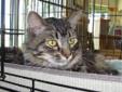 CAMMIE is a young, female, Tabby/Main Coon kitty. She is a friendly girl with a soft, shiny coat. She will stay on the smaller side. CAMMIE would make a sweet companion and deserves a loving home. Can you help this pretty girl? April 22, 2012, 6:48 pm