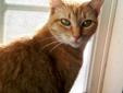 This beautiful, red tabby is Sonny. This small kitty is an absolute lover. Sunny is a bit shy but a very sweet kitty. Sonny is always affectionate and very easy to pet (just yell "pet, pet" and she comes running). Sonny is very social with other cats and