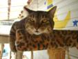 TIGER likes to think that he's a large and in charge kind of guy (he weighs 17 pounds). TIGER would NOT want anybody to think you can see through that paper-thin facade! That is what it is though. Underneath he is a kitty who loves attention. TIGER