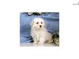 Price: $450
Adorable Shichon puppy for sale. Up-to-date on vaccinations and ready to go. Shipping is available. Please call us for more details if you are interested... 570-966-2990 (calls only - no emails)
Source: