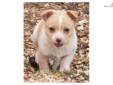 Price: $250
Happy is an adorable little puppy. Her mom is a Chihuahua Dachshund and her dad is a Pomeranian Chihuahua. She looks like she will be 10 lbs or under. She got her name because her tail never stops wagging. She is just happy, happy, happy all