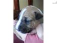 Price: $1500
Tan & White female bull terrier. Can be seen at Singletree Stables in Wichita, Ks. Call Joan @ 316 207-9513 or Jill @ 316 393-6116. email is . Web site is singletreestables.com.
Source: