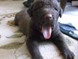 Price: $800
This advertiser is not a subscribing member and asks that you upgrade to view the complete puppy profile for this Chesapeake Bay Retriever, and to view contact information for the advertiser. Upgrade today to receive unlimited access to