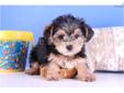 Price: $599
Tank is the puppy for you! Morkie puppies are terrific. They love to snuggle, give lots of love, and love to playing. Contact us to learn more about Tank! He is up to date on his shots and dewormings and comes with a 1 year health warranty. He